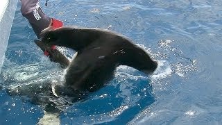 Hammerhead Shark caught using a Handline [upl. by Roon]