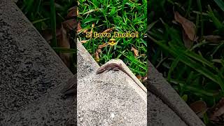 LOOK at ANOLE shorts lizard reptile [upl. by Iew]