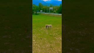 Scenic Drive from Barcelona to Andorra Catalonia 🇪🇸🇦🇩🏔️ scenicdrive spain travel [upl. by Brenton]