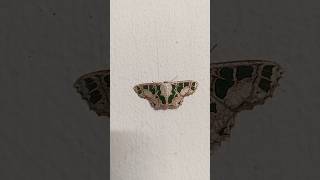 Scopula divisaria Geometridae geometer moth ngengat geometris animalshorts moths [upl. by Forsta]