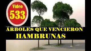 6 ÁRBOLES QUE LA GENTE USÓ PARA COMBATIR HAMBRUNAS Y QUE DEBERÍAS CONSIDERAR [upl. by Leanora]