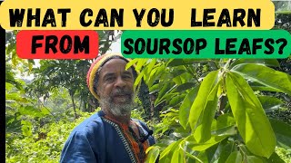 LEARN To Use THE HEALING POWER Of SOURSOP LEAFS [upl. by Landing]