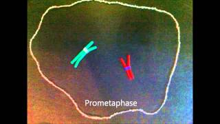 Mitosis claymation with prometaphase [upl. by Tiphani798]