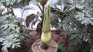 Time Lapse of the Corpse Flower Blooming at Como [upl. by Okajima]