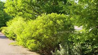 Amorpha fruticosa  Desert False Indigo [upl. by Adnilrev]