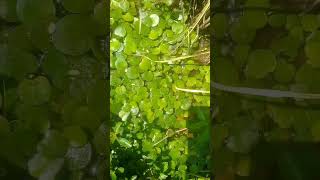 Tanaman Amazon frogbit tanaman apung aquascape shopeecoidwittaaquacape04 [upl. by Eigram]