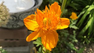 Golden orange bloomsflowers Trollius Gloden Queen [upl. by Narok]