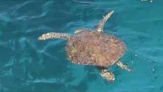 Sea Turtles At Christmas Cove St Thomas USVI [upl. by Llennahs574]