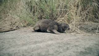 Ritrovamento e morte di un povero cagnolino [upl. by Denby]