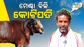 Bolangir Sheep Farming  ଲାଭ ଦେଉଛି ବଲାଙ୍ଗୀର ମେଣ୍ଢା ଚାଷୀ ହେଉଛି କୋଟିପତି  Krushi Odisha [upl. by Skantze406]