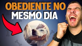 COMO ADESTRAR UM CACHORRO PASSO A PASSO NA PRÁTICA [upl. by Ulrikaumeko]