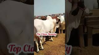 Multan MandiAblak Bull top Class Beauty 👌👌 [upl. by Reidar]