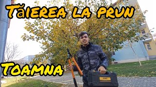 ‼️Tăierea pomilor fructiferi toamna🤝Ghid complet‼️✅️ trending youtube vlog tutorial [upl. by Acenes]