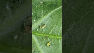 Predator Syrphid fly maggot predating on its prey Aphids insects agriculture insectinsights [upl. by Airemaj603]