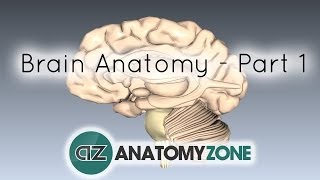 Basic Parts of the Brain  Part 1  3D Anatomy Tutorial [upl. by Ummersen712]