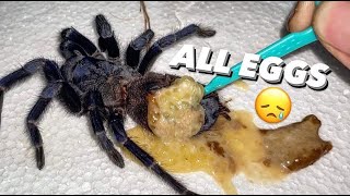 Tarantula abdomen EXPLODED WITH EGGS Egg bound or  2nd TIME THIS WEEK [upl. by Ralyt]