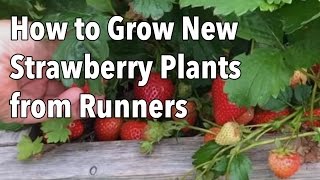 Growing Strawberries How to Grow New Strawberry Plants from Runners [upl. by Kcirdlek722]