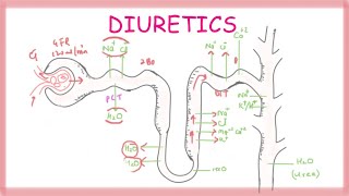 Osmosis  Osmolarity  Osmotic Equilibrium  Transport Across the Cell Membrane  Cell Physiology [upl. by Aerdnac879]