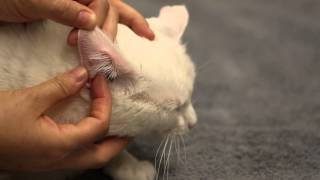 How to apply transdermal gels to your pet [upl. by Mushro]