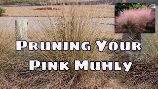 How to Prune your Pink Muhly Ornamental Grass [upl. by Shenan]