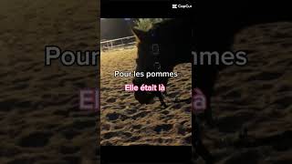 À ce poney 🤣😂 pony equestrian horse [upl. by Asuncion]