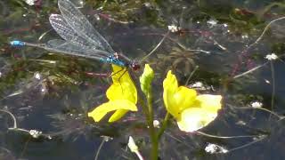 Utricularia minor lesser bladderwort is a small perennial carnivorous plant genus Utricularia [upl. by Shivers467]