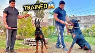 KERALA Waala European Doberman Trained Nikla 😰 [upl. by Ybrad51]