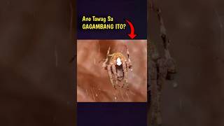 What Type Of Spider or Gagamba spider animals gagamba insect [upl. by Thamora]