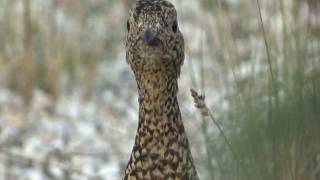 306 Willow ptarmigan Alaska USA [upl. by Rochell]