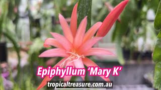 Epiphyllum hybrid ‘Mary K’ [upl. by Dorinda]