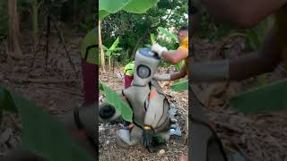 Removing Biggest Hornet nest 17 huntinghoneybees insectnest nature waspnest [upl. by Linder]