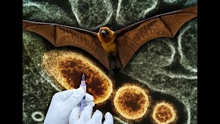 Nipah A Lethal and Mysterious Virus NipahVirus Deadly InfectiousDiseases PublicHealth [upl. by Camel]