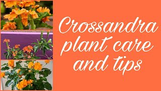 Crossandra plant CareHow to get more flowersFirecracker plantCurd Fertilizer The Potted Plant [upl. by Ainecey509]