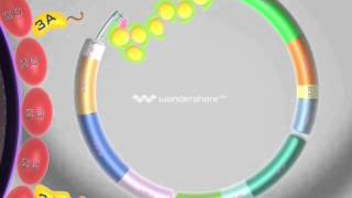 VIDEO MULTIPLICACION POLIOVIRUS [upl. by Vally]