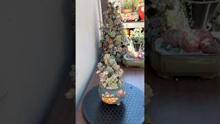 How to repot Sedum Clavatum the easiest way🪴 succulents suculentas repotting [upl. by Aimek969]