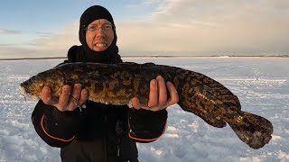 3 Days Ice Fishing in Alaska  Burbot Catch and Cook [upl. by Margaretha]