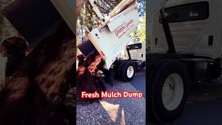 Fresh Mulch Dump on Jobsite dumptruck mulch hydraulics heavyequipment landscaping truckee job [upl. by Zzabahs425]