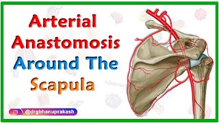 Arterial Anastomosis around the Scapula  Upper limb gross anatomy usmle step 1 videos [upl. by Service894]