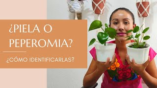 PILEA PEPEROMOIDES Y PEPEROMIA POLYBOTRYA  ¿Cómo diferenciarlas [upl. by Ahsiekahs]