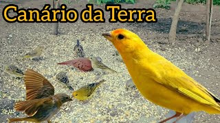 canário da terra cantando na seva junto com rolinhas [upl. by Obara983]