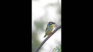 quotEvening Yawn of the Coppersmith Barbet  Natures Tranquil Momentquot [upl. by Lorenzo]