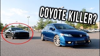 Mustang Owners WORST Nightmare Boosted Civic Si [upl. by Willet150]