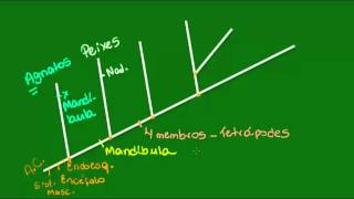 Evolução dos Vertebrados  Vertebrados  Biologia [upl. by Atinaej]