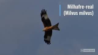 Milhafre RealMilvus milvus [upl. by Aggappora]