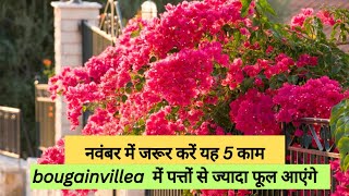 BOUGANVILLEA HEAVY FLOWERING Tips WITH 💯 RESULT  BEST FERTILIZER FOR BUMPER FLOWERING gardening [upl. by Azpurua]