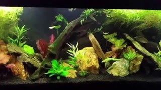 Infected Congo Tetras in My Community Tank A lesson for us all [upl. by Supat]