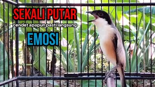 cendet gacor TOET TOET buat pancingan cendet agar bunyi jadikan burung cendet gacor NYAUT [upl. by Lebisor684]