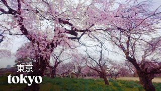 Sakura in Tokyo 2024 · Shinjuku Gyoen National Garden [upl. by Curran]