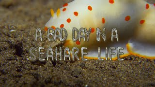 Nudibranch eating nudibranch  A day in a sea hare life [upl. by Marinelli]