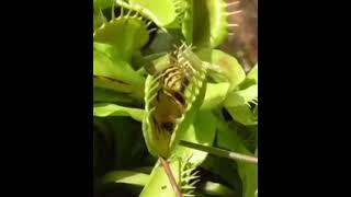 A carnivorous insectivorous plant feeding on an insect [upl. by Melgar980]